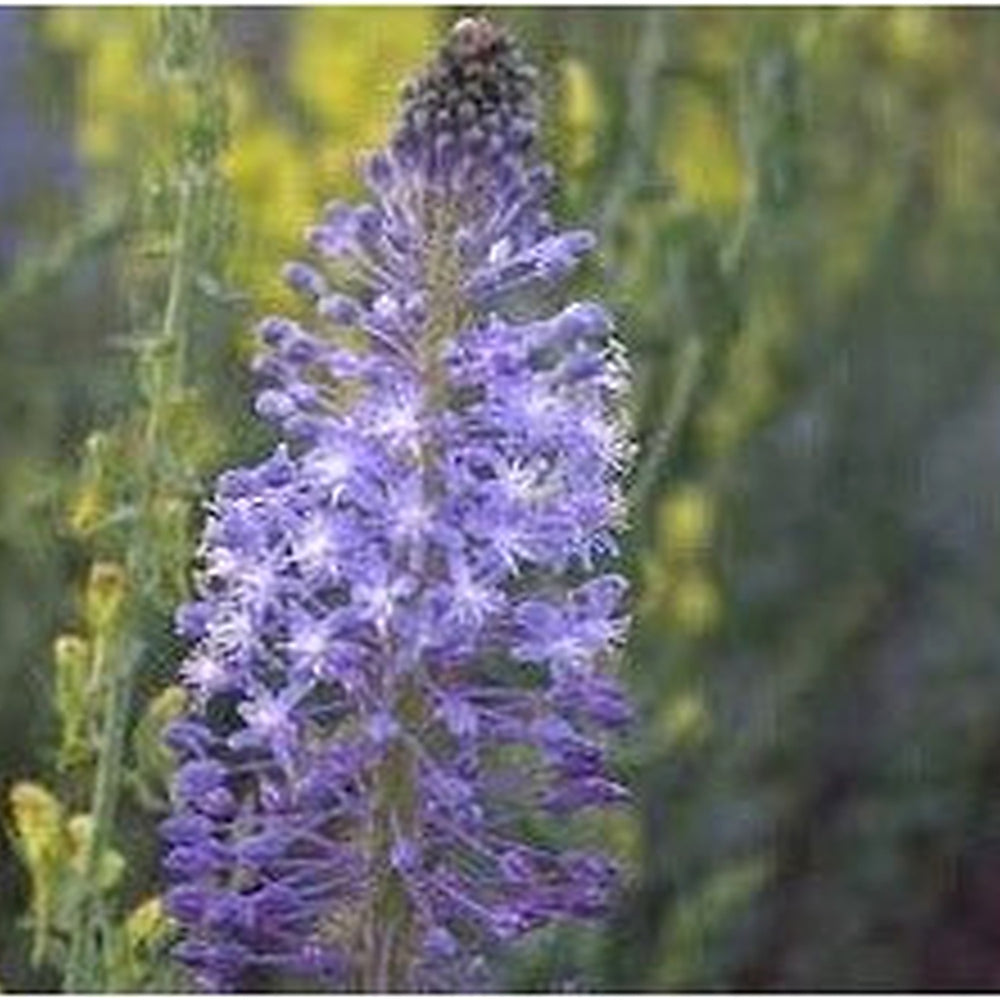 Merwilla Flower Seeds for Planting [neera-v5-a3a423a293881d72c4f2]