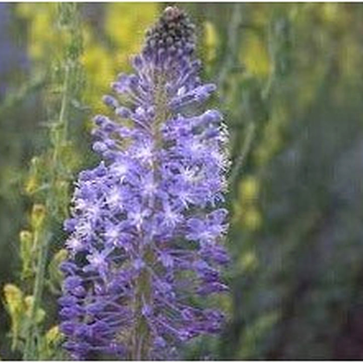 Merwilla Flower Seeds for Planting [neera-v5-a3a423a293881d72c4f2]