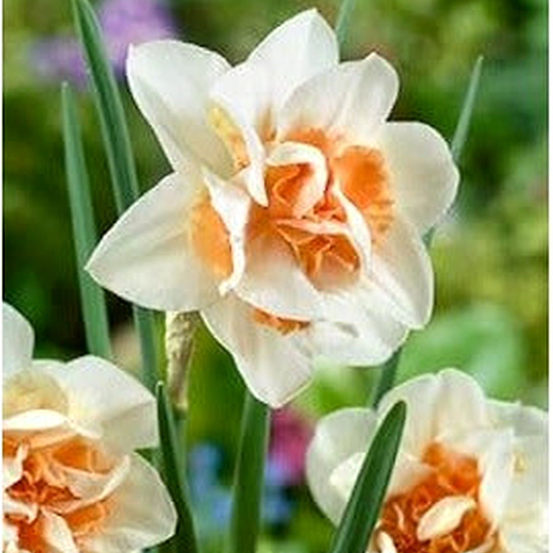 White Light Orange Double Daffodil Flower Seeds for Planting [neera-v5-a3b1e63e4009f65764e2]