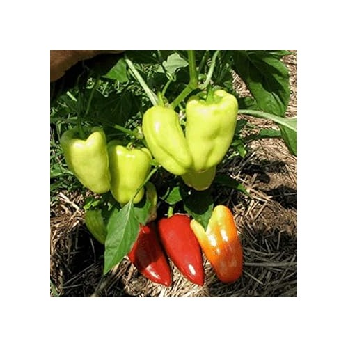 Sweet Gypsy Pepper Seeds for Planting [neera-v5-a3cba0d1bbba0c68cec6]