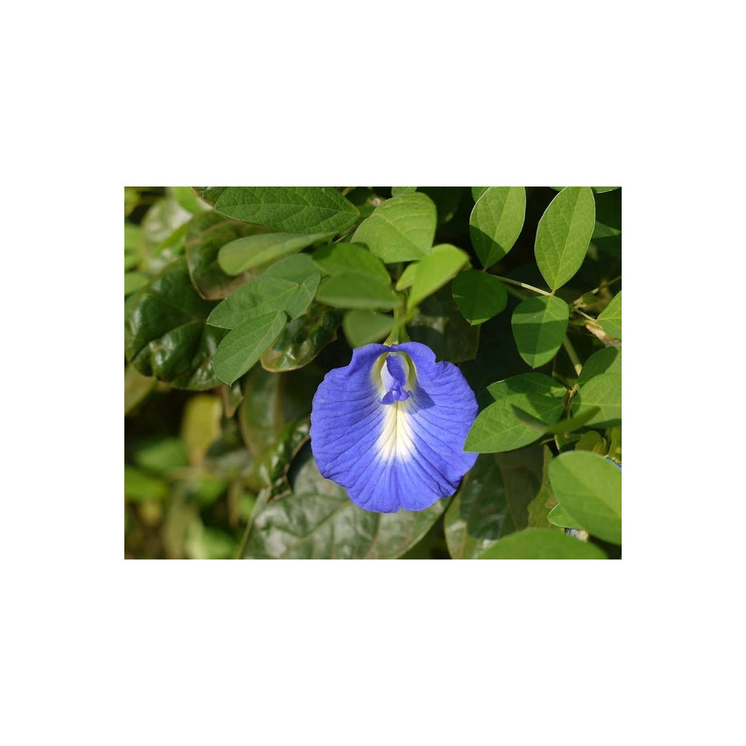 Fibigia Fibigia Clypeata Roman Shield Flower For Planting Unique Texture For Rock Gardens Dry [neera-v5-a3d278ad39097699978d]