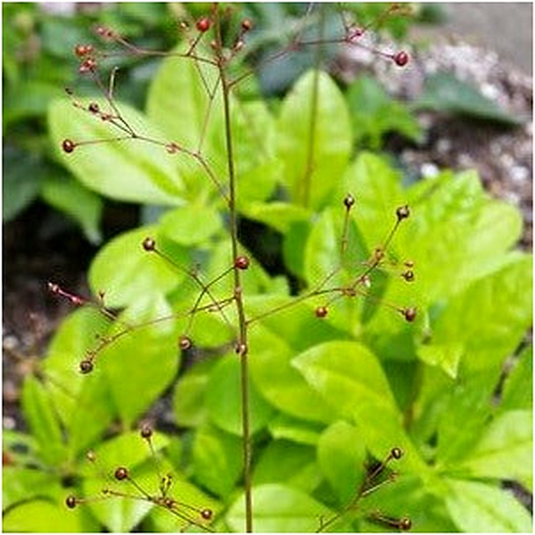Talinum Paniculatum Plant Seeds for Planting [neera-v5-a3df82d05e440c3dab9d]