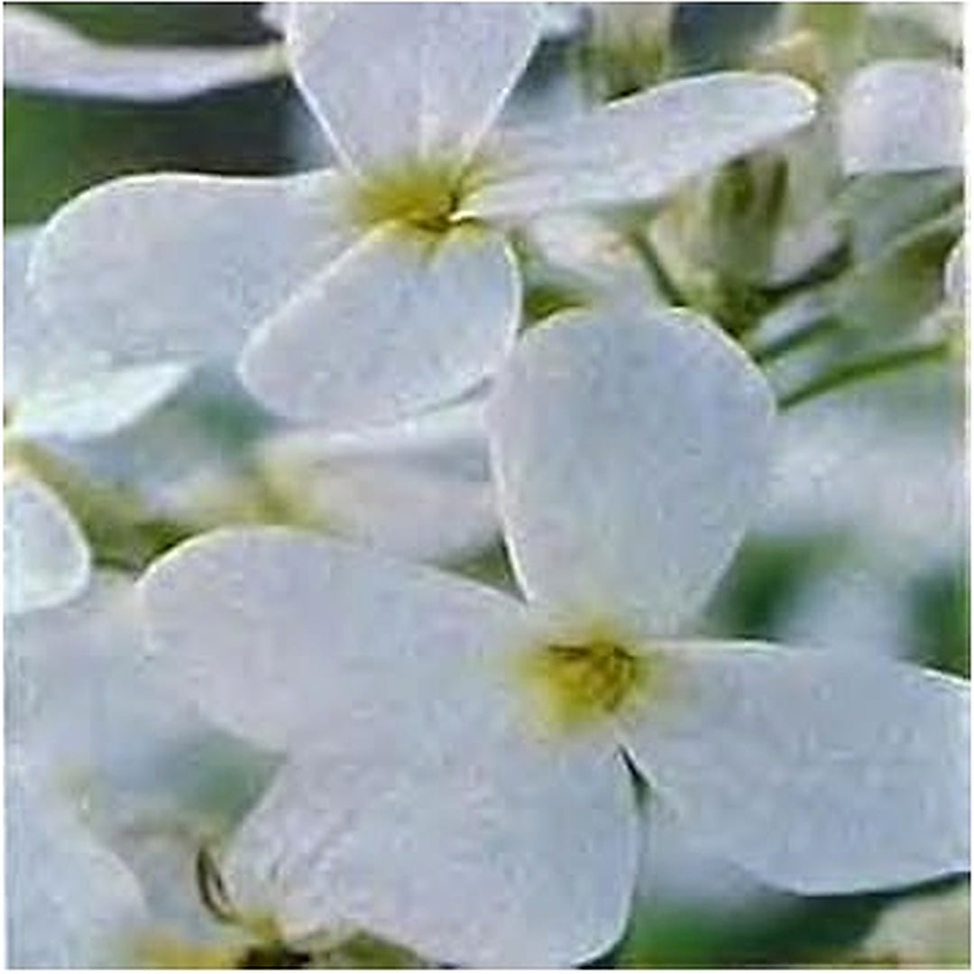 White Perennial Flower Seeds for Planting [neera-v5-a3e2bffcae74ae54051e]