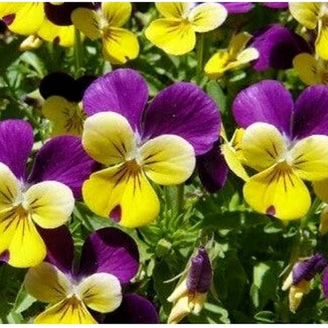 Viola Perennial Plant Johnny Jump Up Mg Heirloom Non Gmo Flower Seeds Home Garden Planting, [neera-v5-a3e7fe90d247b73efa65]