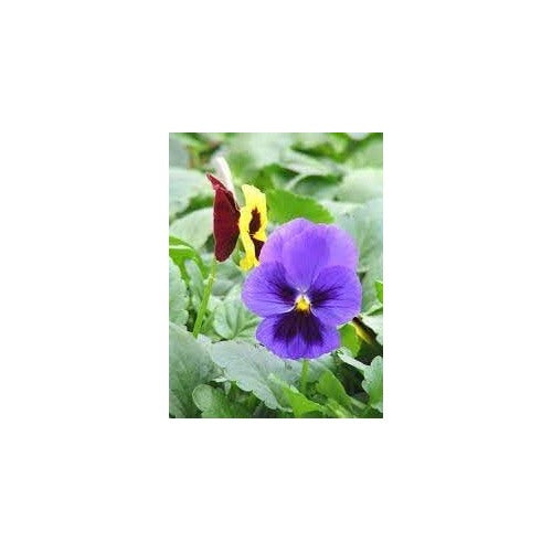 Heirloom Mexican Pansy Flower Seeds for Planting [neera-v5-a3ebb34fc655cd4eb4c6]