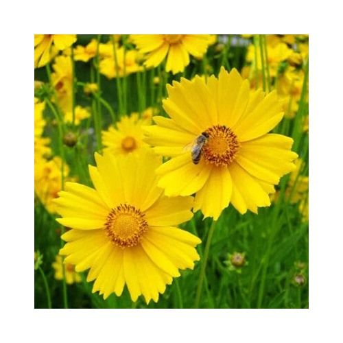Lance Leaf Coreopsis Planting Non Gmo Store Heirloom Flower Seeds Home Garden Planting, [neera-v5-a3ec003c755ab57ef1fc]