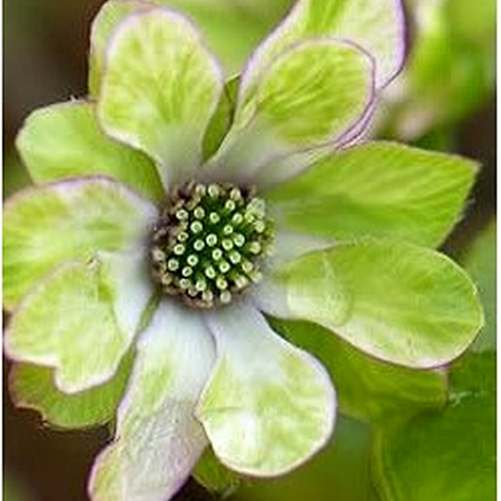Organic Heirloom Non-GMO Hepatica Seeds for Planting [neera-v5-a3ed3cdd12c8be77d7d1]