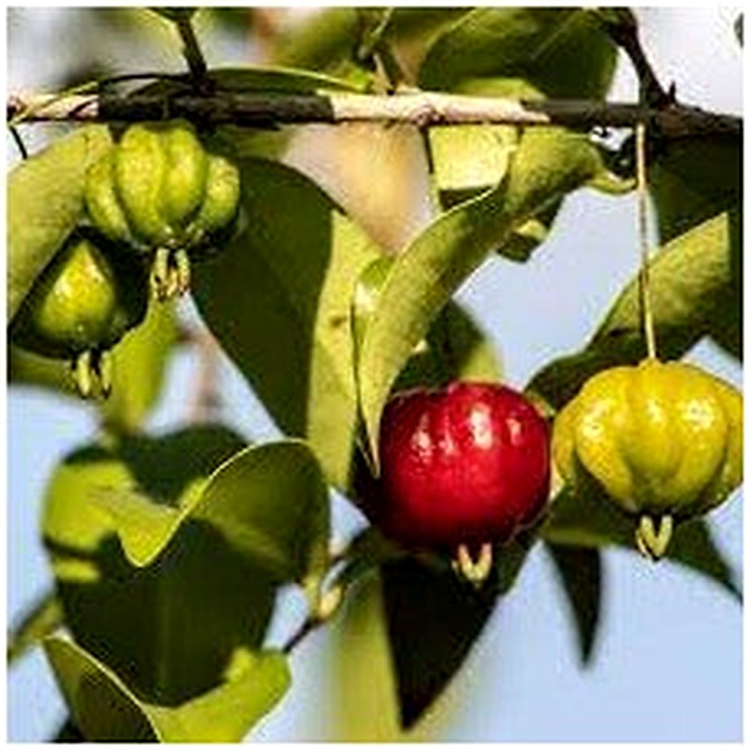 Red Eugenia Rhombea Fruit Seeds for Planting | Heirloom Non-GMO Organic Seeds for Tropical Garden Fruits [neera-v5-a3eebd5497846fa185ec]
