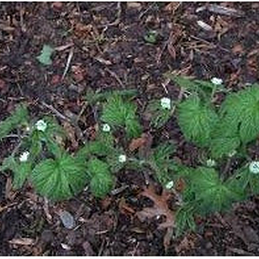 Goldenseal Root Seeds (Hydrastis canadensis) for Planting [neera-v5-a3f0123338951c8d25b7]