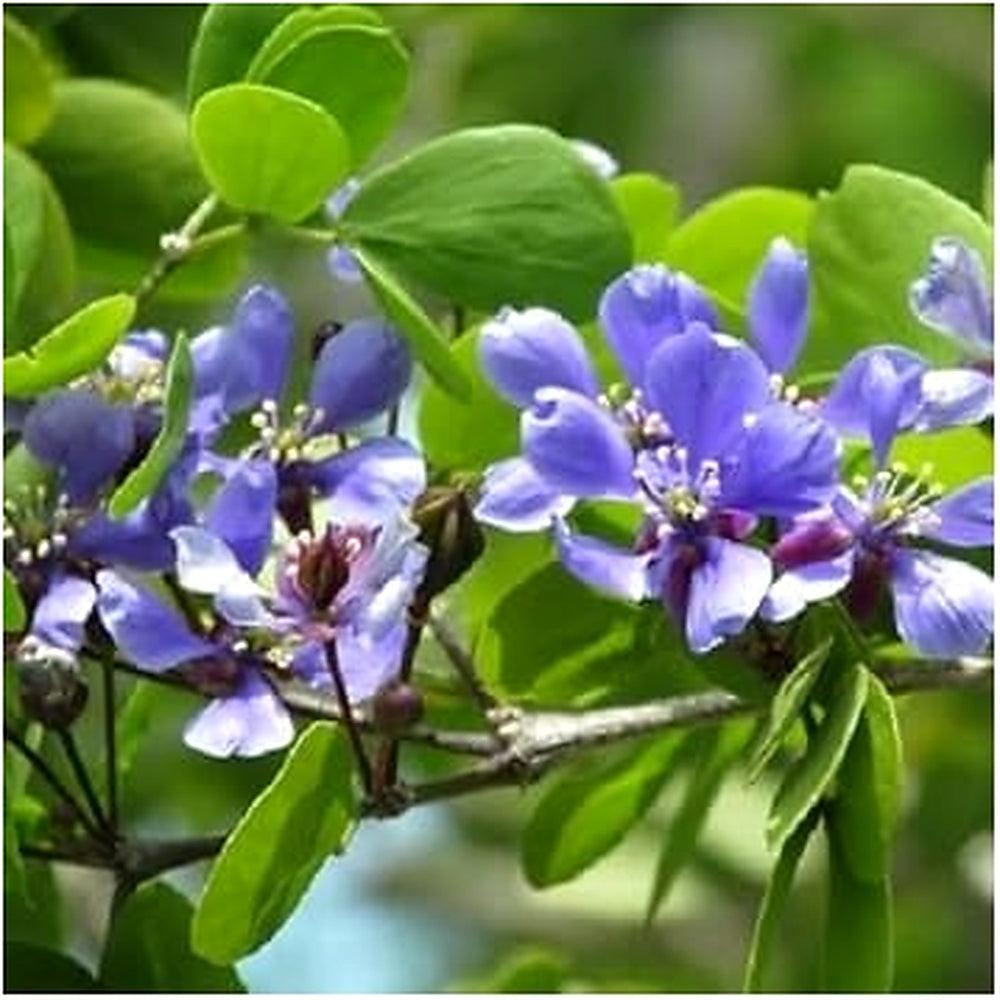 Blue Lignum Vitae Flower Seeds for Planting [neera-v5-a40466a402fc8a623bfa]