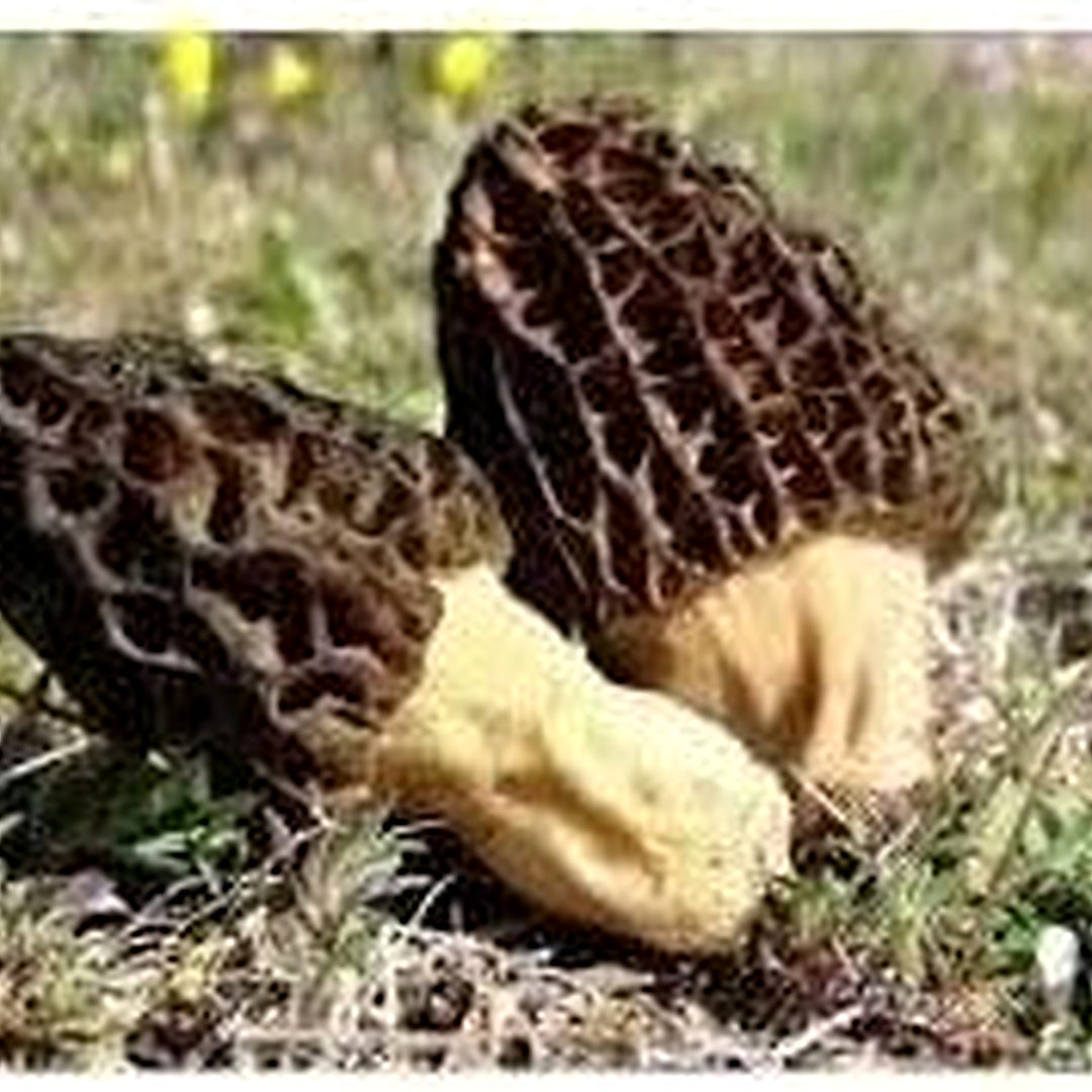 Morchella Conica Mushroom Spores for Planting [neera-v5-a40dbc42ccc093467a5b]