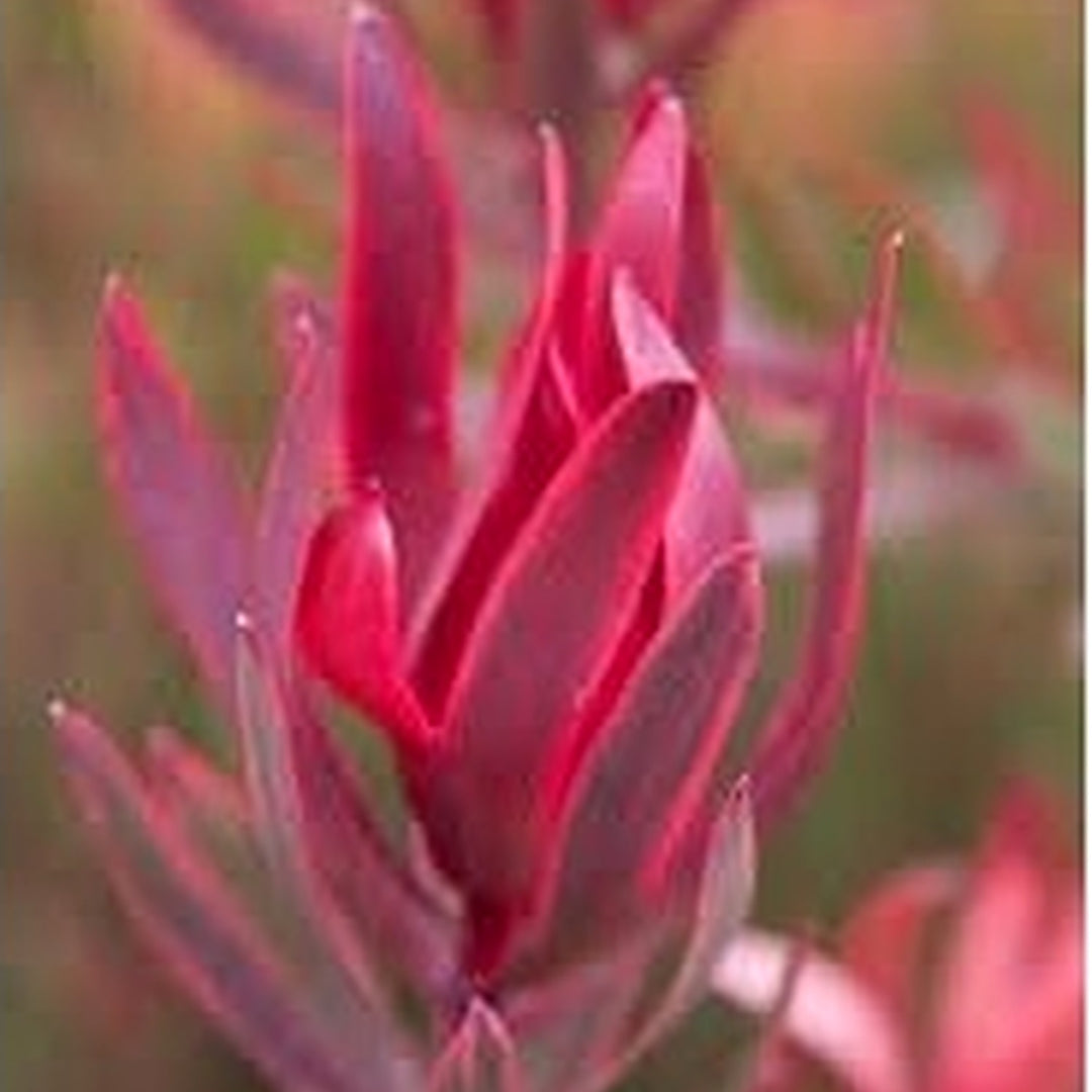 Leucadendron Salignum Conebush Seeds [neera-v5-a40efafb0ea1605651ca]