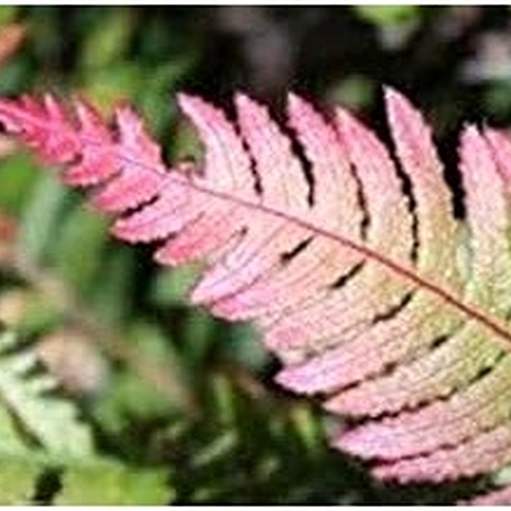 Pink and Green Fern Plant Seeds for Planting [neera-v5-a40ff0154b506f03d177]