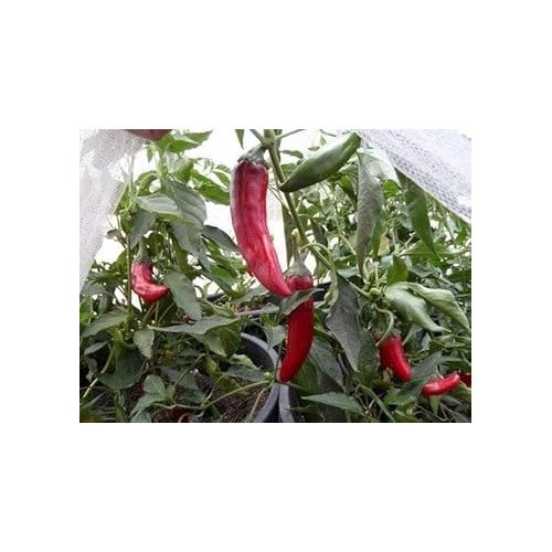 Red Kalocsa Seeds for Planting [neera-v5-a4113be8c314d85d8ef0]