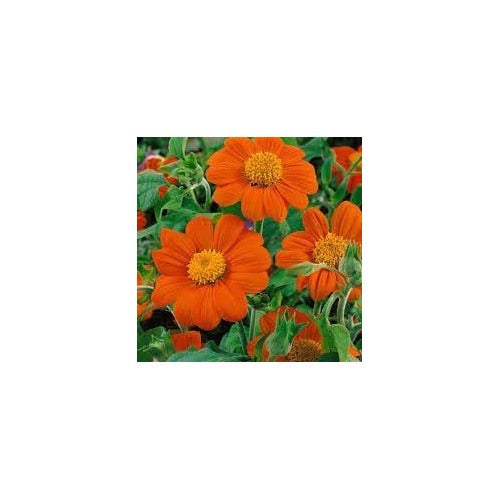Heirloom Non-GMO Tithonia Flower Seeds for Planting [neera-v5-a41176084b0e1cb25d79]