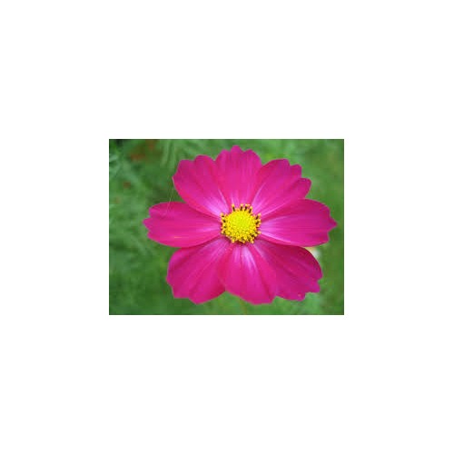 Cosmos Bipinnatus Dazzler Bold Carmine Flower Flower Seeds for Home Garden Planting, Ornamental [neera-v5-a4145a6114d87cf81cac]