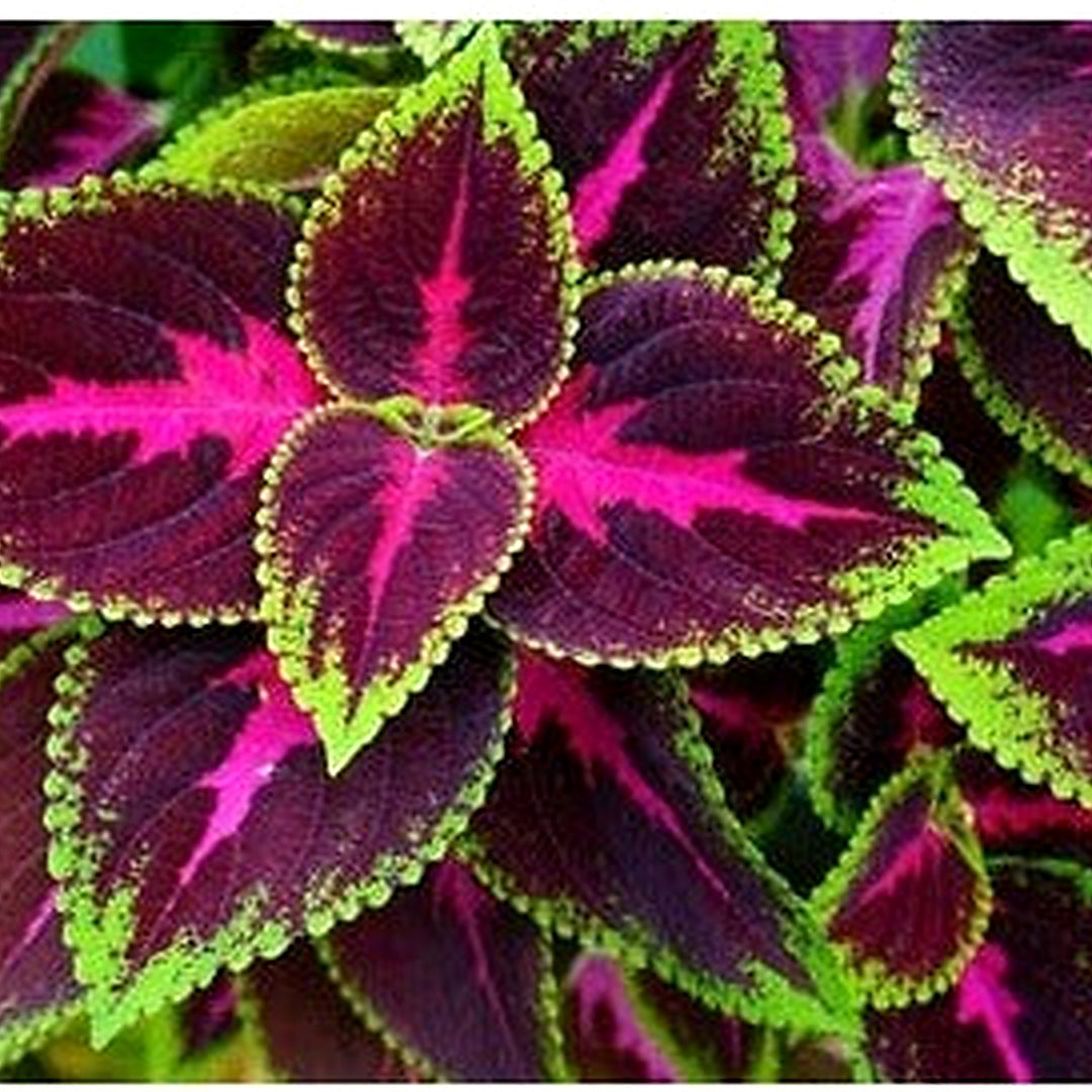 Red Coleus Kong Planting Beautiful Flowering Plants Potted Bonsai Balcony Flow Heirloom Non Gmo [neera-v5-a414fa7220edddcd978c]
