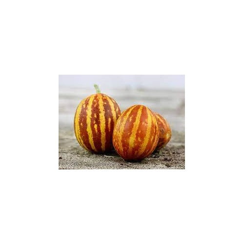 Breast Melon Plant Seeds for Planting [neera-v5-a419a6312a041b4c32c1]