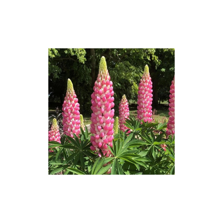 Pink Heirloom Non Gmo Lupine Popsicle Flower Tall Spiky Blooms Garden Planting Flower Seeds [neera-v5-a42872e6a6ff87e60cfb]