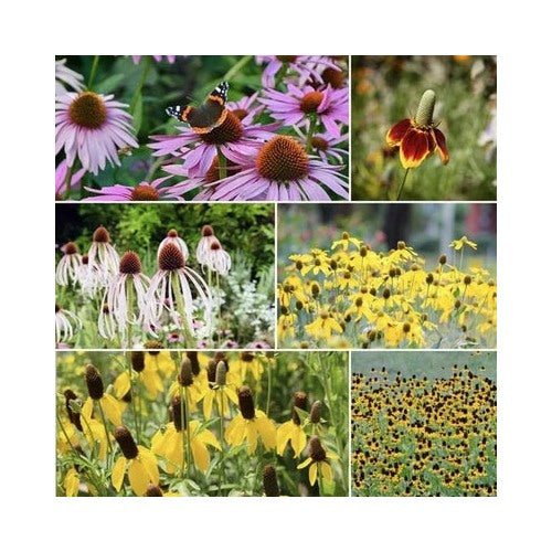Coneflower Conehead Mix Planting Echinacea Perennials Annual Mix Usa Heirloom Non Gmo Perennial [neera-v5-a42e3d6a6a0b10bf3419]