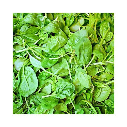 Italian Leaf Basil Planting Non Gmo Heirloom Fresh Garden Planting Flower Seeds Home [neera-v5-a4326b87ef7fa47a961c]