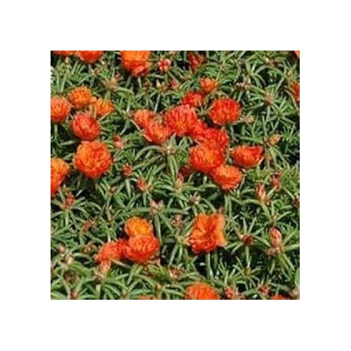 Orange Portulaca Seeds for Planting [neera-v5-a4387d7c8626dd0764cf]