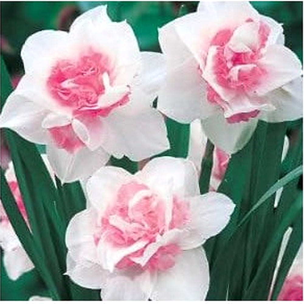 Baby Pink Narcissus Seeds for Planting [neera-v5-a43fa0a831beb79dcc73]
