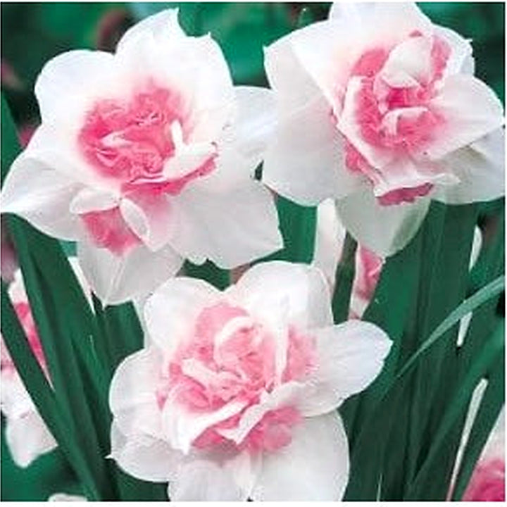 Baby Pink Narcissus Seeds for Planting [neera-v5-a43fa0a831beb79dcc73]