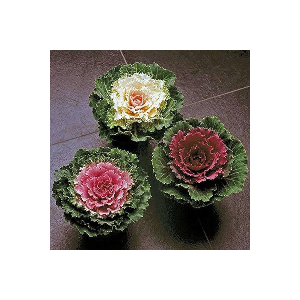 Kale Brassica Oleracea Ornamental Vegetable For Planting Suitable For Winter Garden Backyard [neera-v5-a44d6e11255d2e061c38]
