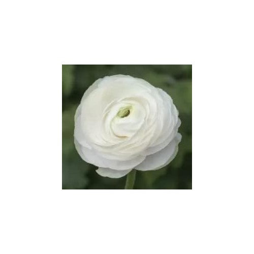 White Ranunculus Flower Seeds [neera-v5-a44e6e0a56eb4eaafbca]