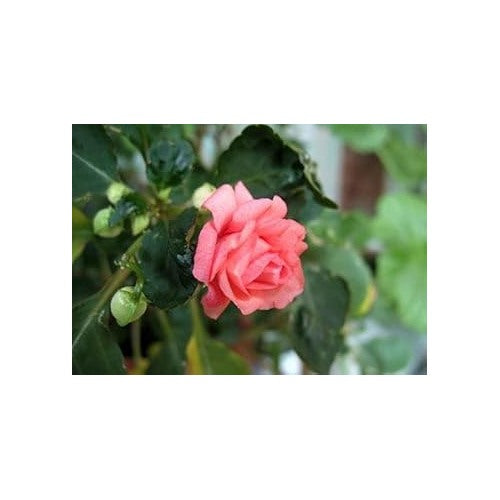 Heirloom Peach Balsam Flower Seeds [neera-v5-a4526ec3d65aaf0d9ba0]