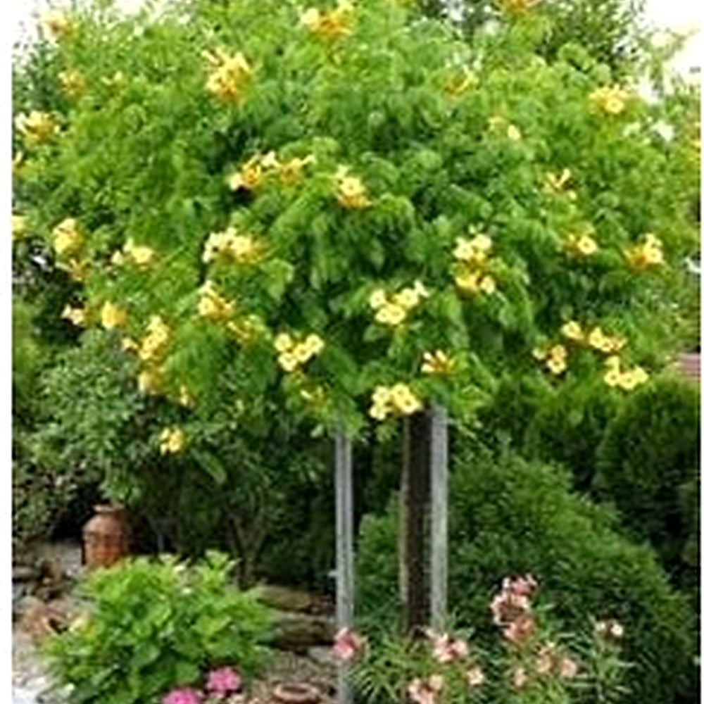 Organic Heirloom Non-GMO Yellow Campsis Radicans Flower Seeds for Planting [neera-v5-a4536f079c631ff84eb4]