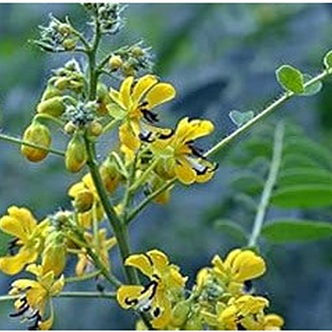 Yellow Senna Flower Seeds for Planting [neera-v5-a459684e8454c73b4679]