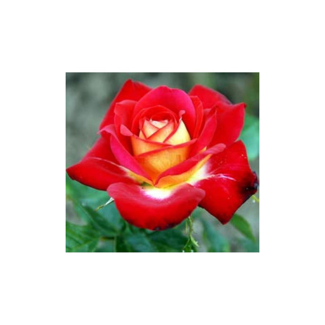 Hybrid Rose Rosa Hybrida Flower For Planting In Home Garden Decorative Backyard Settings Flower [neera-v5-a45a4cbd684e6c9053eb]