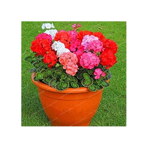 Geranium Apple Blossom Pink Flower Seeds for Planting [neera-v5-a45ebf0598ac997518e1]