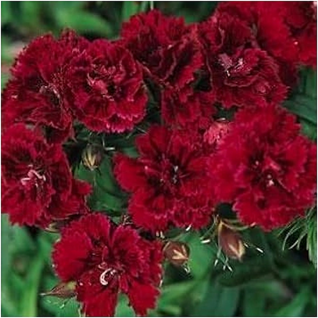 Heirloom Non-GMO Maroon Dianthus Flower Seeds for Garden Planting [neera-v5-a46d20cf93f1810ddfac]
