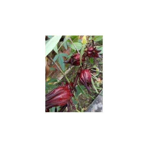 Passion Fruit Seeds for Planting | Heirloom Non-GMO Organic Seeds for Tangy, Refreshing Fruits [neera-v5-a4764a386432504fe6c4]