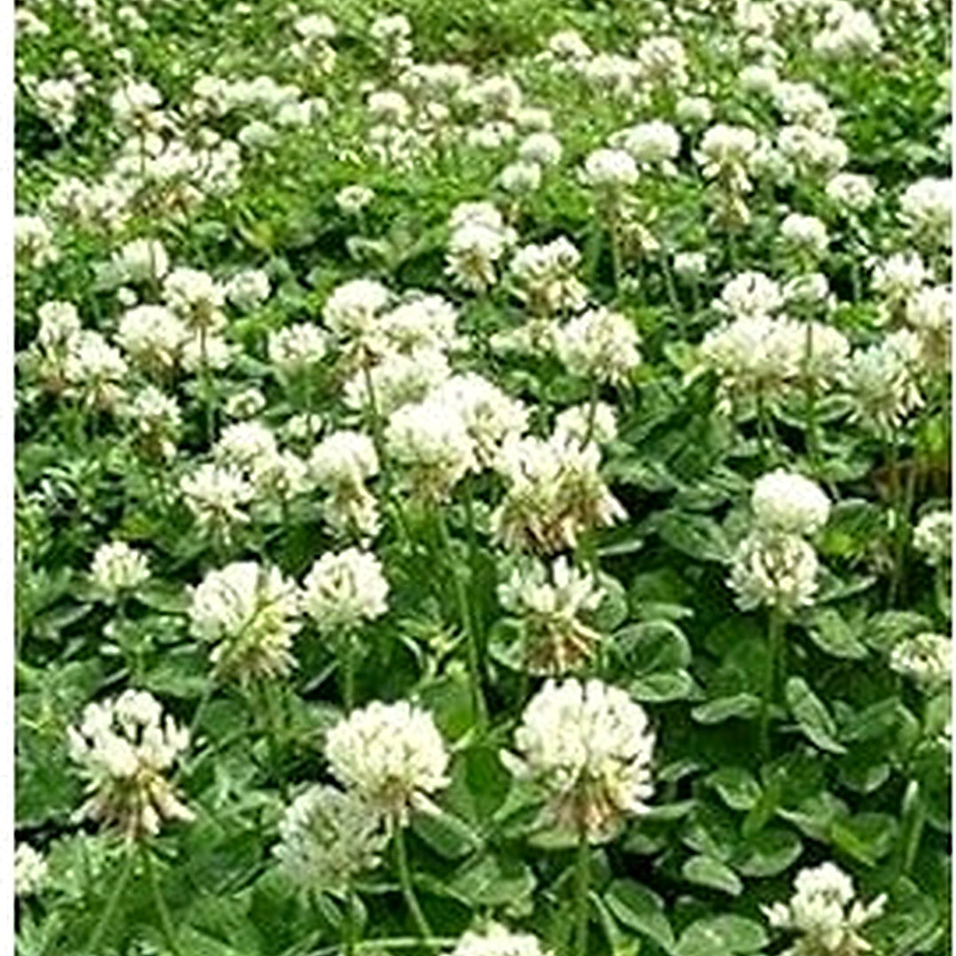 Organic White Trifolium Repens Plant Seeds for Planting [neera-v5-a4783b9d7fda9da12ca4]