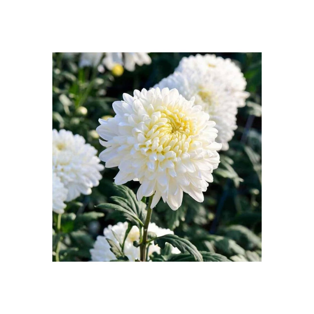 White Organic Heirloom Non Gmo Chrysanthemum Planting Garden Blooms Flower Seeds Home [neera-v5-a47cf37131963708f799]