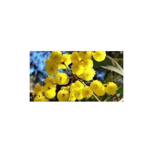 Golden Mimosa Yellow Flower Seeds for Planting [neera-v5-a47e4af83953c0a77473]