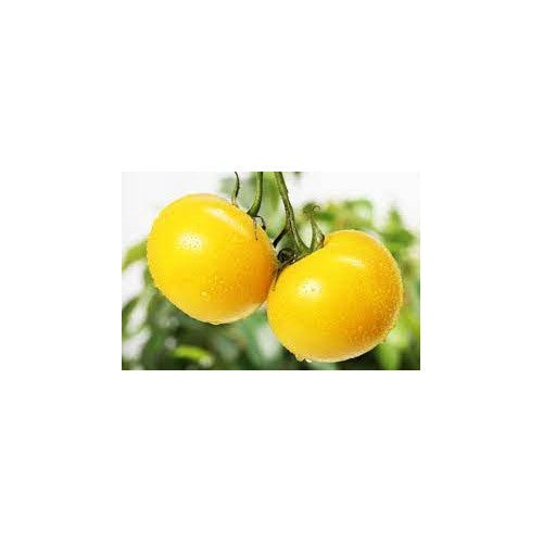 Tomato Vegetable Seeds for Planting [neera-v5-a4940fa3b95d79eb4758]