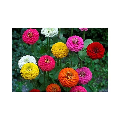 Lilliput Zinnia Planting Mix Zinnia Elegans Non Gmo Colorful Heirloom Easy To Grow Annual [neera-v5-a49610c5646e6b0b0b3a]