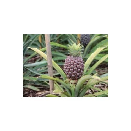Black Pineapple Fruit Seeds for Cultivation [neera-v5-a4abc974c908dc4e189a]