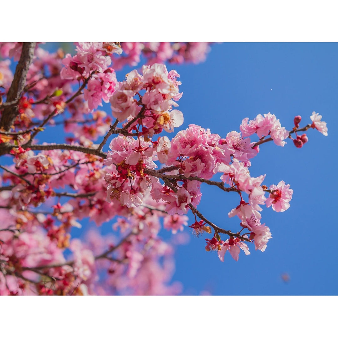 Cherry Blossom Prunus Serrulata Japanese Sakura Flower For Planting Ideal For Home Garden [neera-v5-a4b1b466c968617b00e9]
