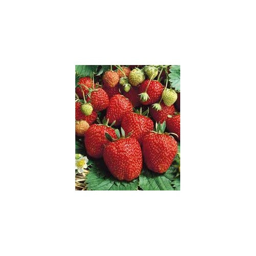 Strawberry Seascape Fruit Seeds for Planting [neera-v5-a4b97c06f0038c07c99c]