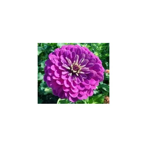Purple Zinnia Flower Seeds for Garden Planting [neera-v5-a4caff75665cfc231442]