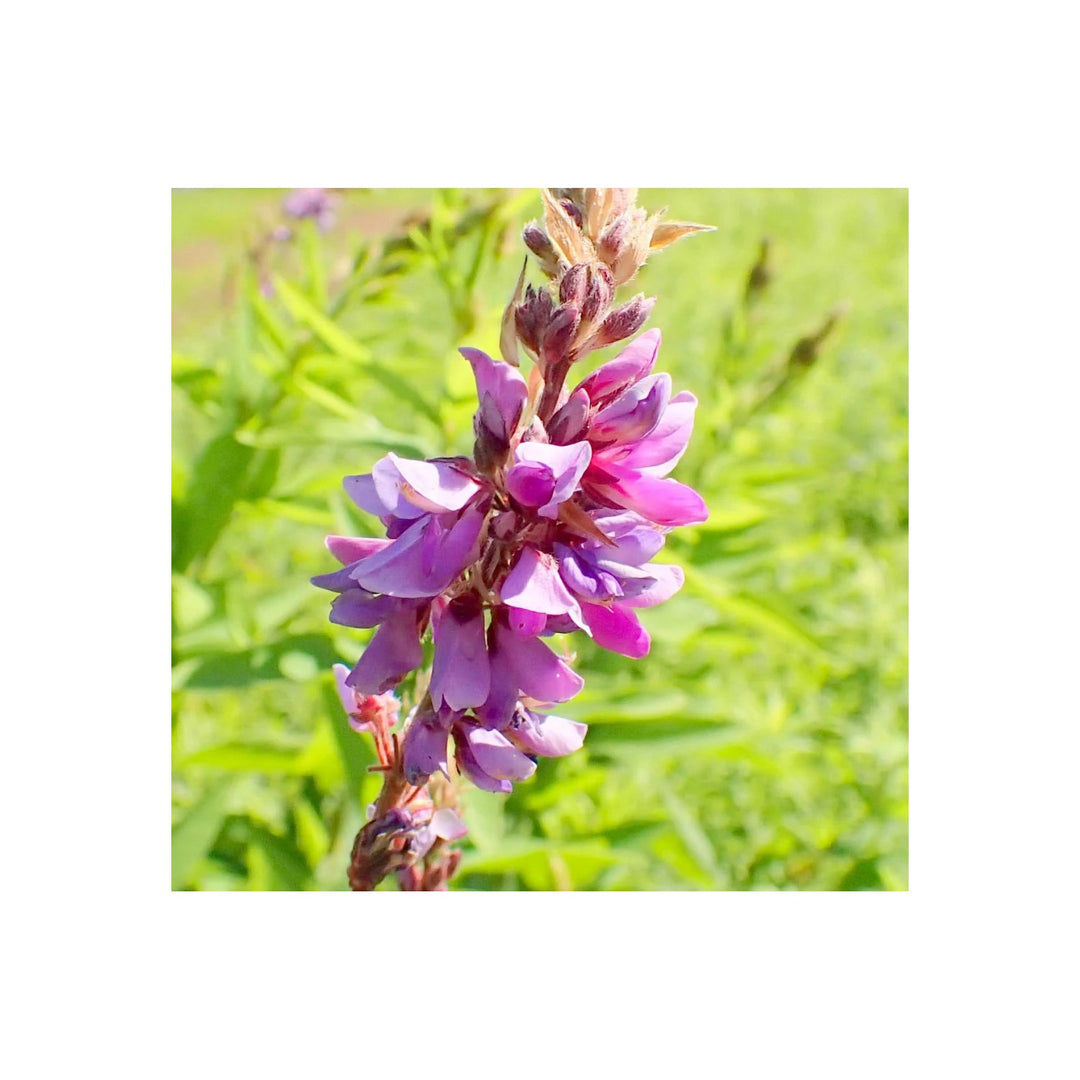 Heirloom Non Gmo Showy Tick Trefoil Flower For Planting Vibrant Wildflower Blooming Flower Seeds [neera-v5-a4db3f8a1167de897dfe]