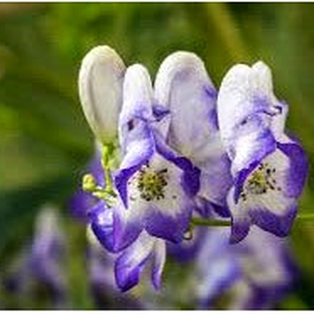 Blue Aconitum Flower Seeds for Planting [neera-v5-a4df45a0872ee7823565]