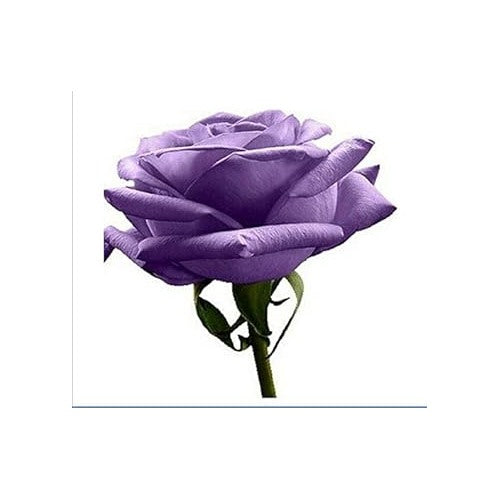 Violet Rose Edge Plant Seeds for Planting [neera-v5-a4e032046e9eaaade31d]