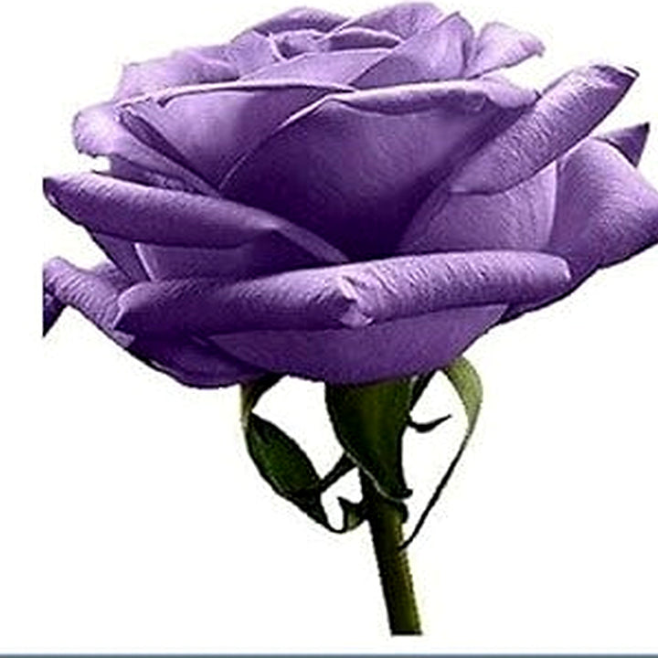 Violet Rose Edge Plant Seeds for Planting [neera-v5-a4e032046e9eaaade31d]